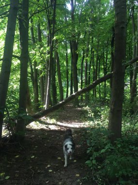 Ormanda yürüyüşe çıkmış bir çoban köpeği..