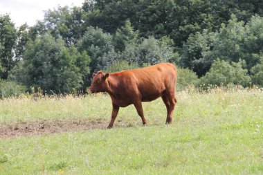 Çek kırsalındaki bir tepede inekler