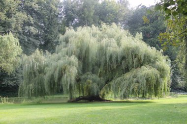 Çek Cumhuriyeti, Vizovice kalesinin bahçesinde büyük bir söğüt ağacı