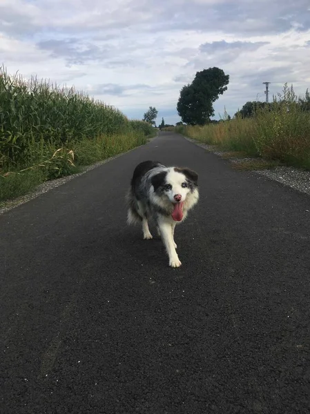 散歩中のボーダーコリー犬 — ストック写真