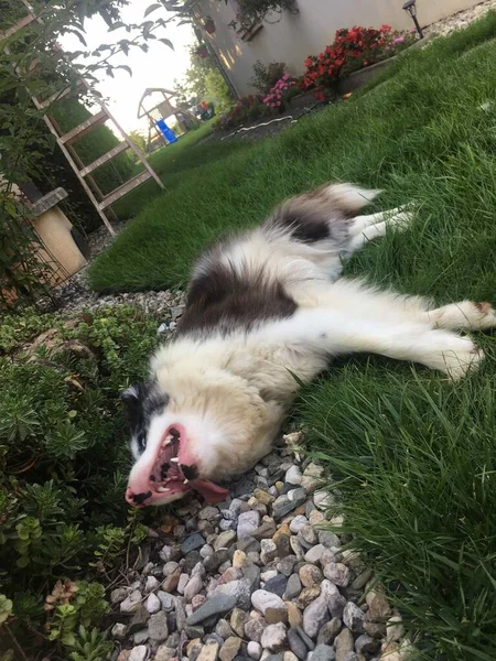 庭に寝そべってるボーダーコリー犬 — ストック写真