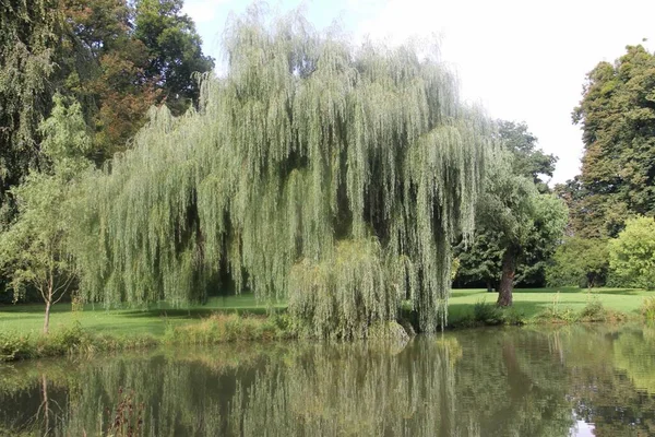 Çek Cumhuriyeti, Vizovice kalesinin bahçesinde büyük bir söğüt ağacı