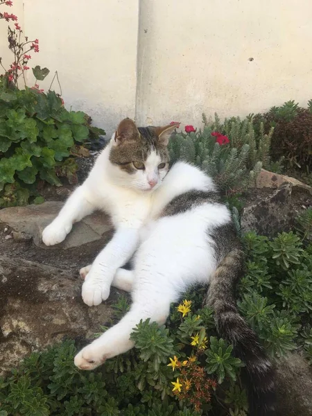 bahçede küçük beyaz kedi