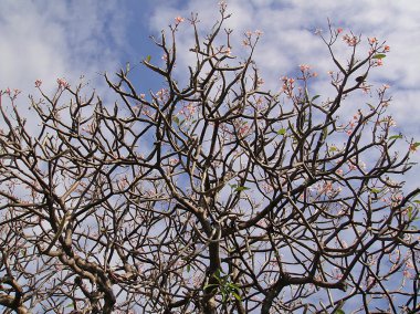 Sanatsal pembe çiçekler ve sopa dalları