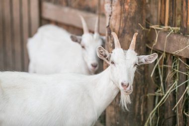 Hayvanların renkli fotoğrafları. Çiftlikteki beyaz keçiler