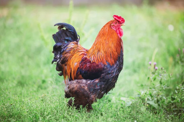 動物の雄鶏の色写真 — ストック写真