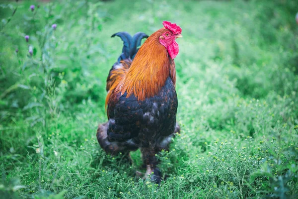 動物の雄鶏の色写真 — ストック写真