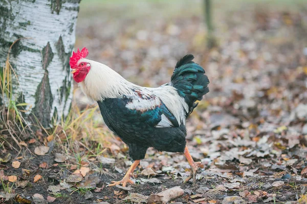 Színes Fotó Madár Kakas — Stock Fotó