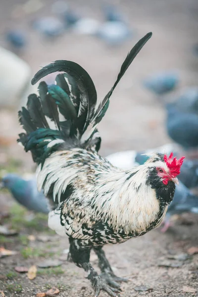 Color Photo Bird Cock — 스톡 사진