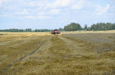 Uzakta büyük bir buğday tarlası, bir hasat makinesi çalışıyor..