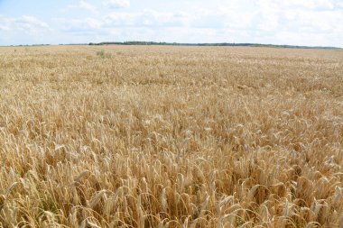 Büyük bir çiftçi tarlasında bir sürü buğday var, kulaklar olgunlaşmış ve daha fazla hasat için hazır..