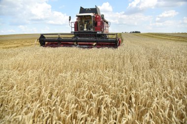 Büyük bir buğday tarlası, bir hasat makinesi olgunlaşmış tahıl başakları toplar..