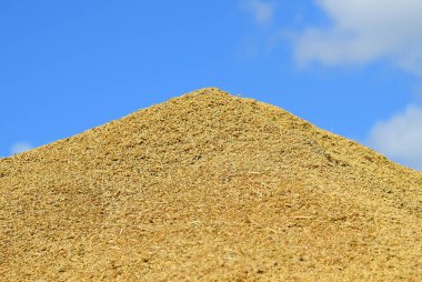 Buğday, açık havada tahıl hasadı sırasında büyük bir yığın halinde yığılır..