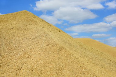 Açık havada tahıl dağları, yaz hasadı, tesise taşınmadan önce buğday depolama..