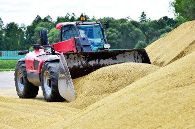Buldozer, buğdayları depolamak ve dışarı taşımak için bir kova kullanarak tarladan toplanan tahılları büyük bir yığın halinde taşır..