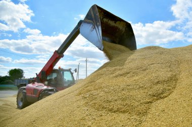 Buldozer, tahılı açık havada çalışan bir kovayla büyük bir yığının içine taşır. Girişimin deposunda büyük bir tarım buğdayı yığını vardır..