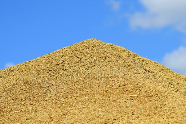 Buğday, açık havada tahıl hasadı sırasında büyük bir yığın halinde yığılır..