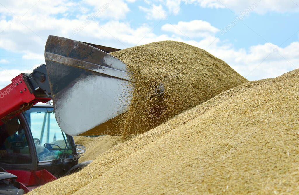 Close-up of a tractor bucket filled with grain.The excavator works on loading wheat in the open air.
