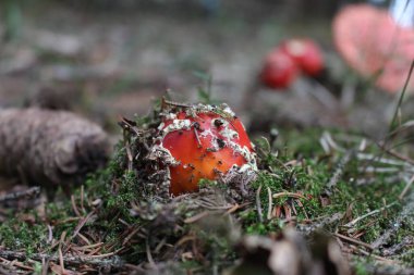 Ormanda Amanita muscarina