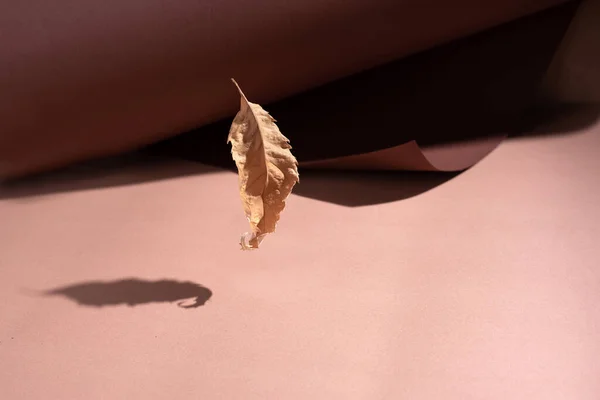 Satu Daun Kuning Musim Gugur Terbang Atas Kertas Bergulir Coklat — Stok Foto