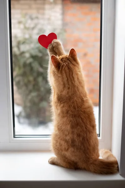 Red Tabby Cat Playing Windowsill Red Heart Afternoon Close Valentine Stock Photo