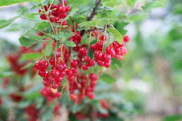 Growing Summer Berries Ripe Red Currant Berries Bush Close — Stock Photo, Image