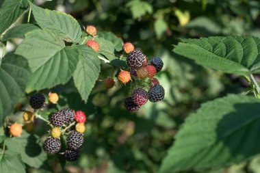 Arka bahçede böğürtlen yetiştiriyor, bahçedeki dalda siyah ahududu yetiştiriyor, yakın plan..