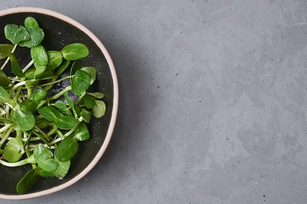 Konsep Makanan Sehat Bunga Matahari Microgreens Dalam Mangkuk Dengan Latar — Stok Foto