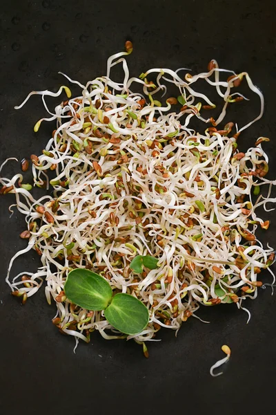 Superfood Sehat Flax Tumbuh Microgreens Pada Latar Belakang Hitam Konsep — Stok Foto