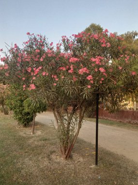 Mavi gökyüzüne karşı çiçeklerle dolu büyük yeşil bir ağaç.