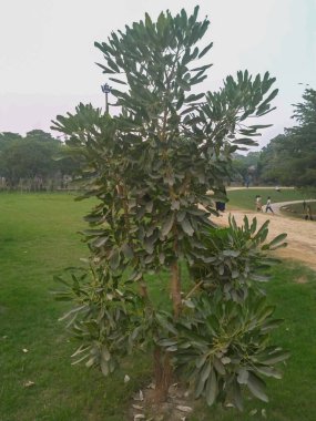 Geniş bir çimenliğin ortasında tek bir uzun bitki.