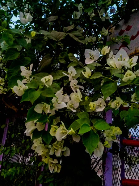 Algunas Flores Blancas Con Hojas Verdes — Foto de Stock