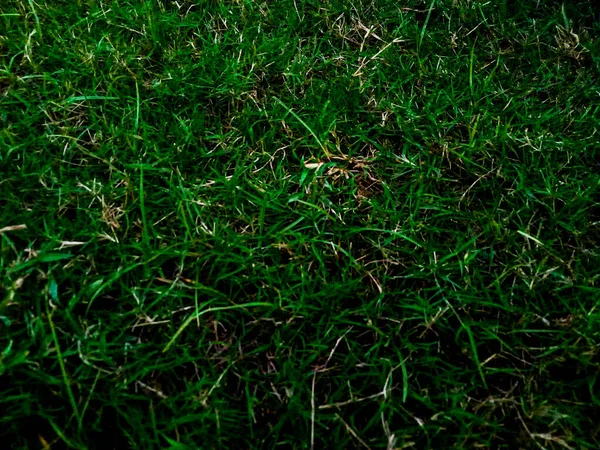 Herbe Verte Pour Texture Fond Élément Conception — Photo