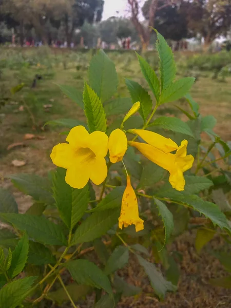 Gele Bloem Plant Een Groot Grasveld — Stockfoto