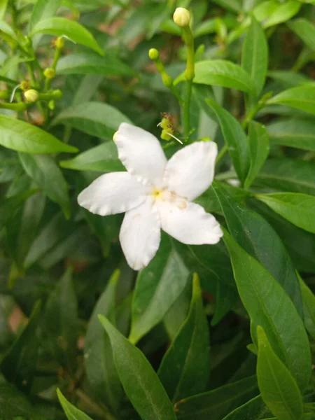 Одна Біла Квітка Листках Зелене Листя — стокове фото