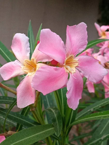 Roze Bloem Met Vijf Bloemblaadjes Nerium Oleander Algemeen Bekend Als — Stockfoto