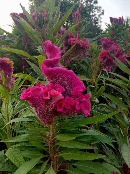 Una Vista Cercana Flor Terciopelo Rosa Cubierta Hojas Verdes — Foto de Stock