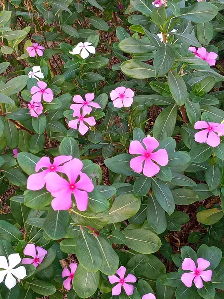 Piccoli Fiori Rosa Bianchi — Foto Stock