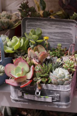 Bahçe kaktüs ve succulents