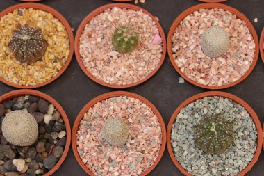 Bahçe kaktüs ve succulents