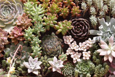 Bahçe kaktüs ve succulents