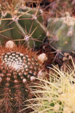 Bahçe kaktüs ve succulents