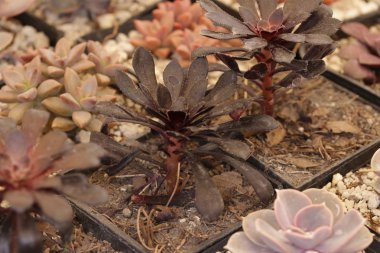 Bahçe kaktüs ve succulents