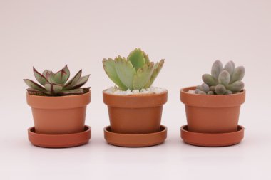 Bahçe kaktüs ve succulents