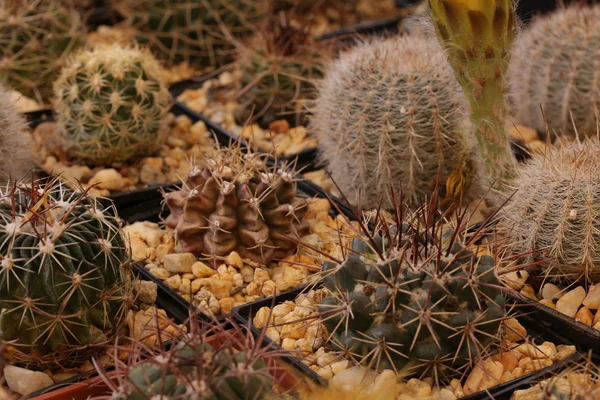Menanam kaktus dan sukulen — Stok Foto