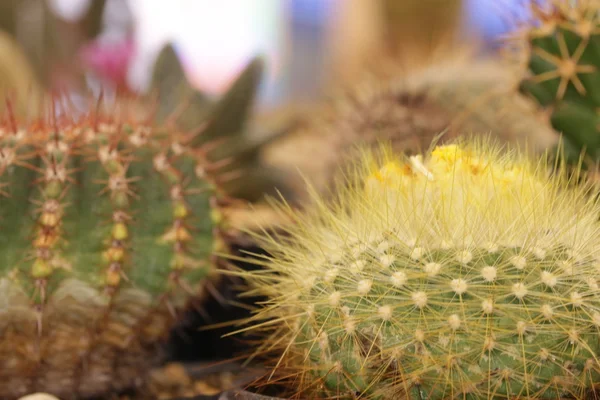 Menanam kaktus dan sukulen — Stok Foto