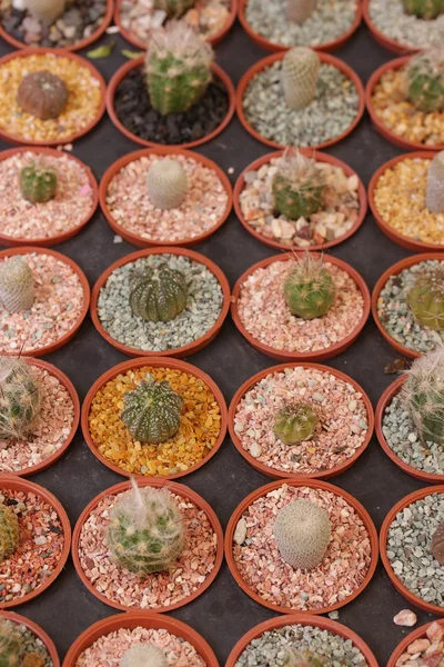 Bahçe kaktüs ve succulents