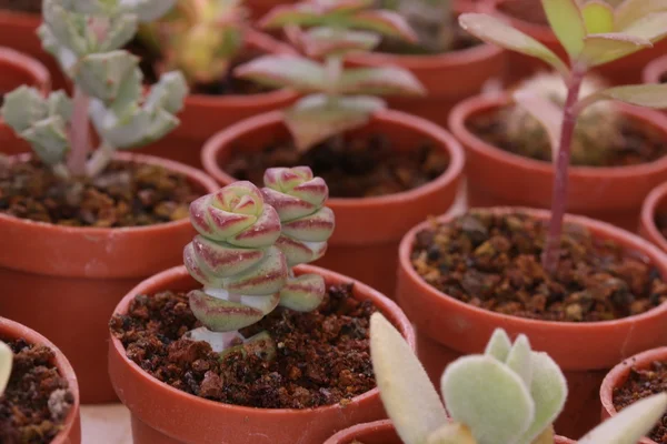 Gartenarbeit Kakteen und Sukkulenten — Stockfoto