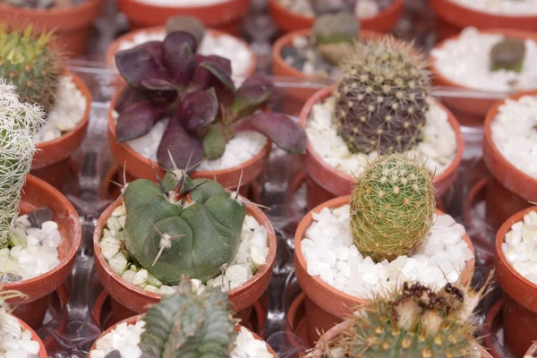 Tuinieren cactus en vetplanten — Stockfoto