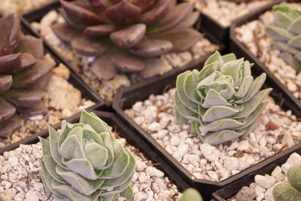 Bahçe kaktüs ve succulents